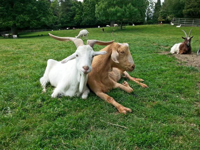 Goats can pick out emotional changes in the calls of other goats