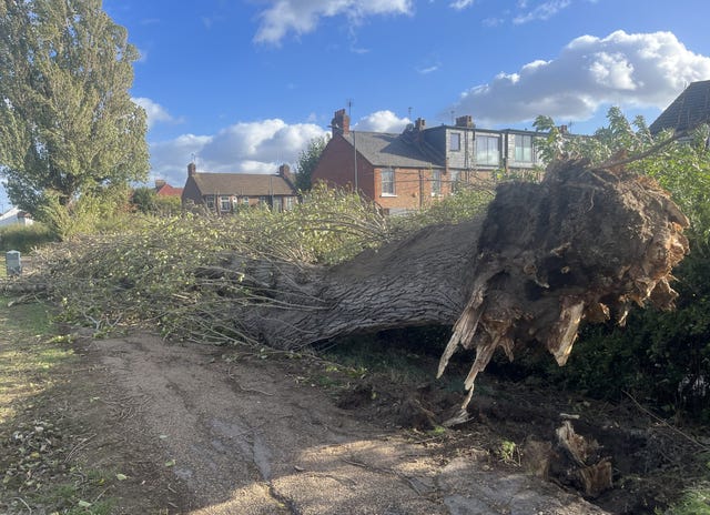 A downed tree in Gladstone Park, north-west London, following strong winds brought by Storm Austen