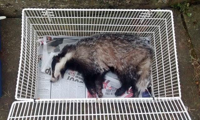 Badger rescue