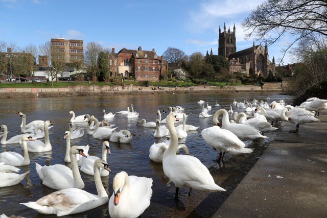Swans swim on the banks of the River Severn in Worcester