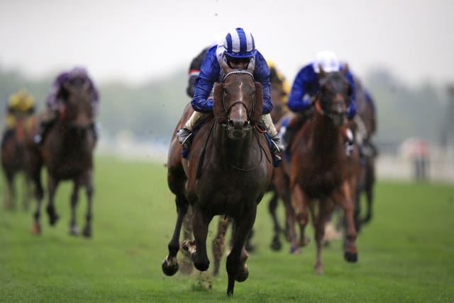 Tasleet should thrive on the ground at Ascot