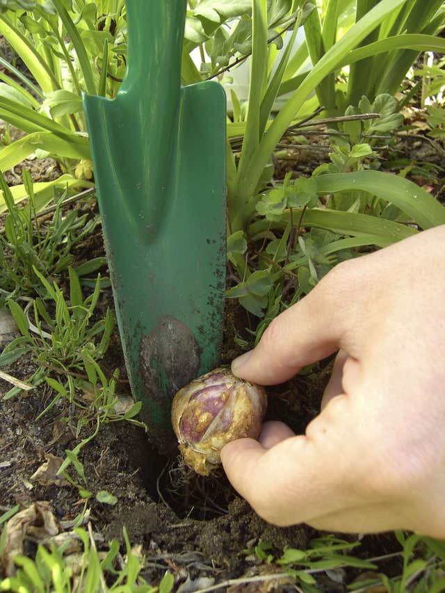 Plant bulbs deep (Thinkstock/PA)