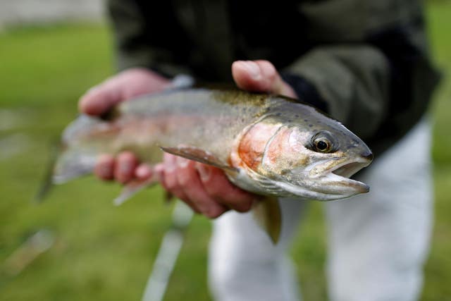 A diet rich in oily fish may help delay the natural menopause (Julien Behal/ PA)