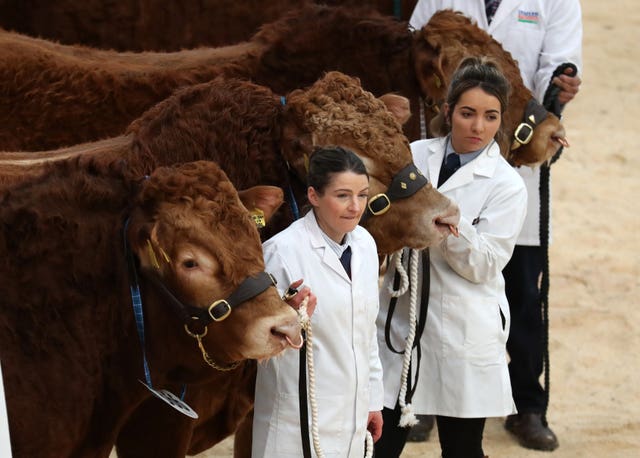 United Auctions’ Stirling Bull Sales