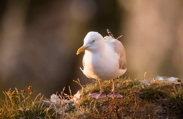 A herring gull