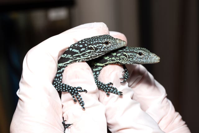 Endangered lizards hatched at Bristol zoo