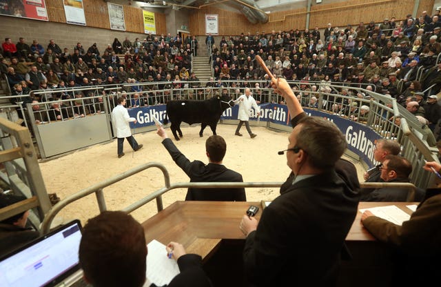 United Auctions’ Stirling Bull Sales