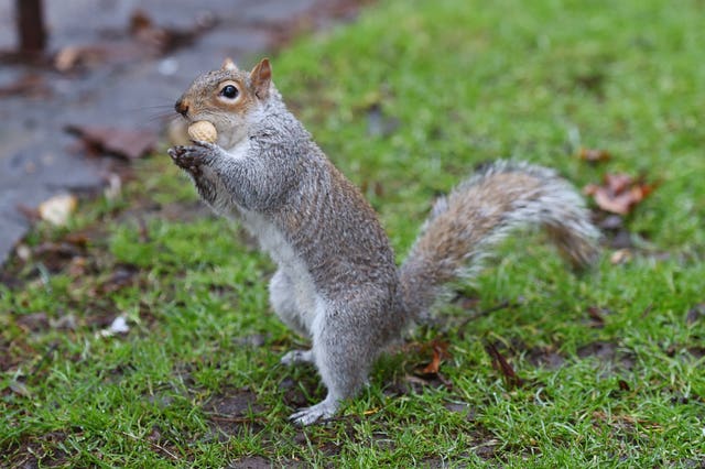 A squirrel in St James’s Park, London (Kirsty O'Connor/PA)