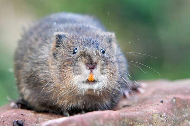 Water voles