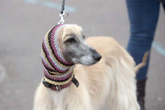 Crufts 2018 – Day Two
