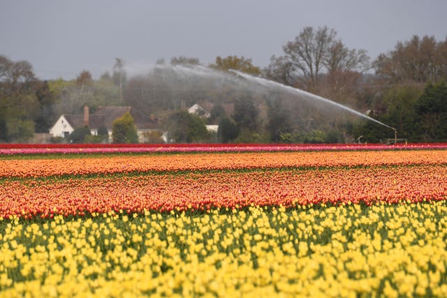 Spring tulips in Norfolk