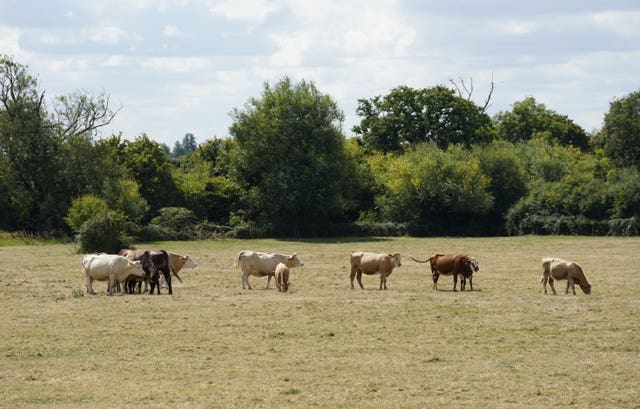 Cows eat grass in a field near to Somerford Keynes in Gloucestershire