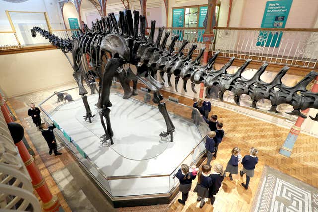 Children from Cheselbourne Village School take a look at the Natural History Museum’s Diplodocus skeleton cast, known as Dippy, as it is installed at Dorset County Museum in Dorchester (Andrew Matthews/PA)