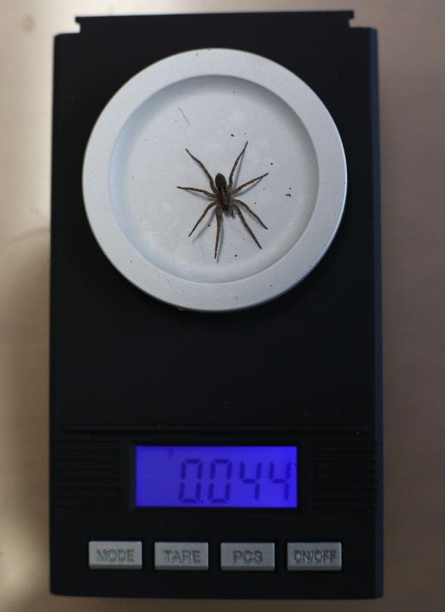 Annual weigh-in at Whipsnade Zoo