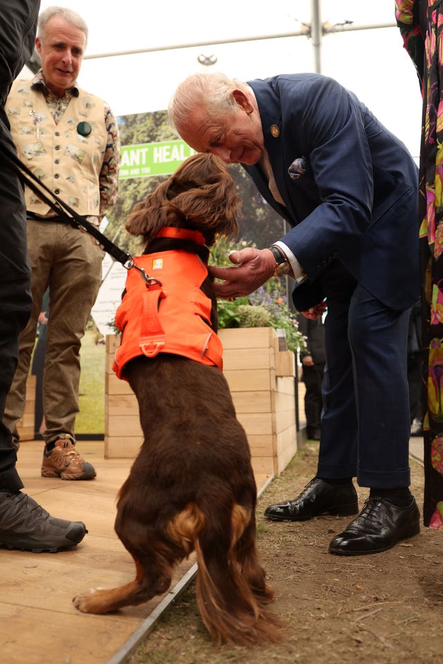 The King meeting cocker spaniel Zinc