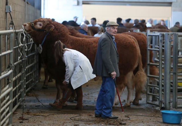 United Auctions’ Stirling Bull Sales