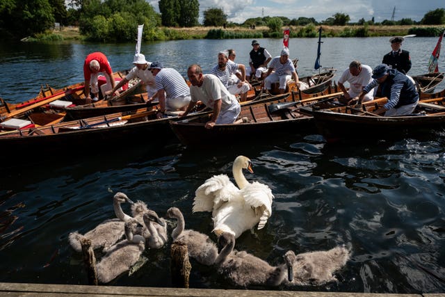 Swan Upping