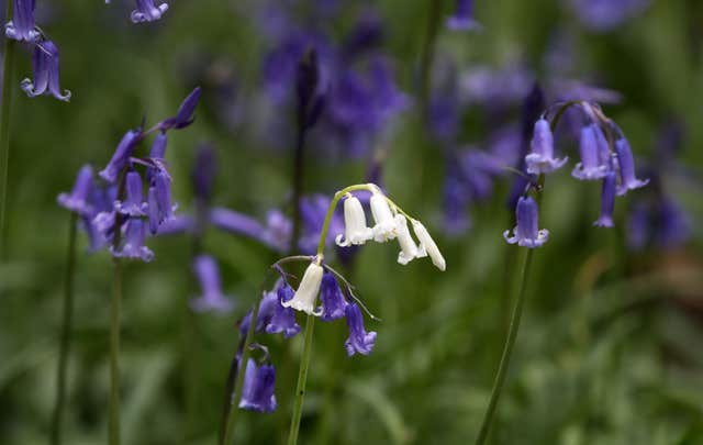 A rare native white bloom among swathes of blue as bluebell carpets emerge late this year (Gareth Fuller/PA)