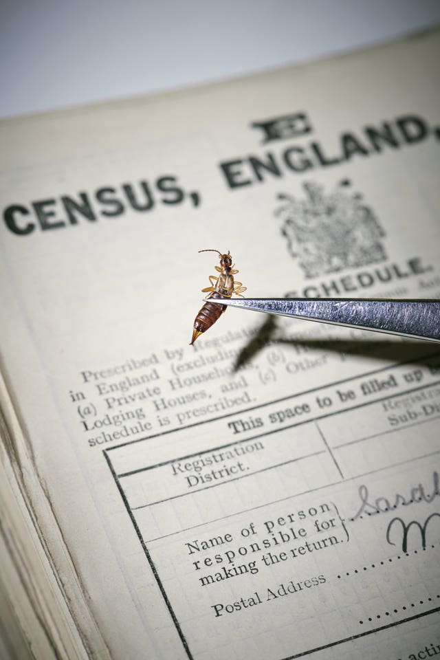 1921 Census documents