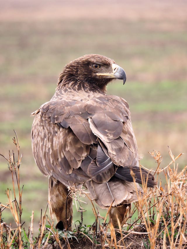 Tawny eagle