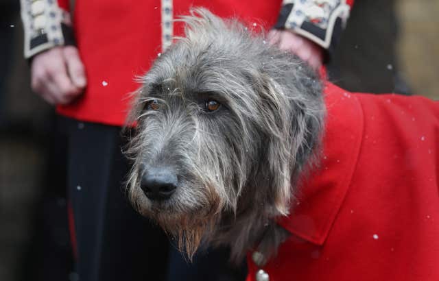 Irish Wolfhound Domhnall (Jonathan Brady/PA)