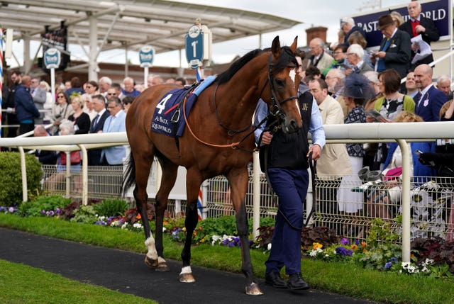 El Bodegon in the parade ring before the Dante Stakes