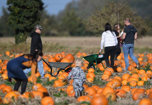 Undley Pumpkin Patch