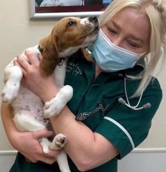 Cooper recovered despite the disease having a fatality rate of 80% in dogs