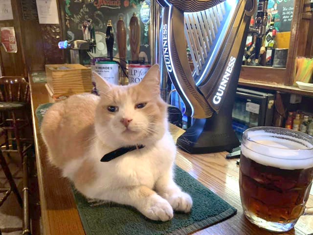 King of Ruddington celebrity cat