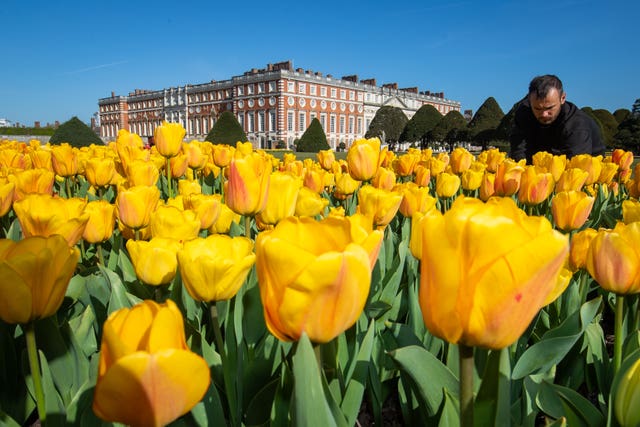 Tulips at Hampton Court