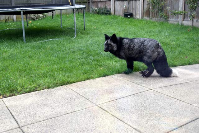 Silver fox sighting
