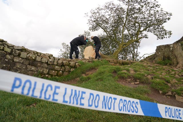 Sycamore Gap tree felled court case