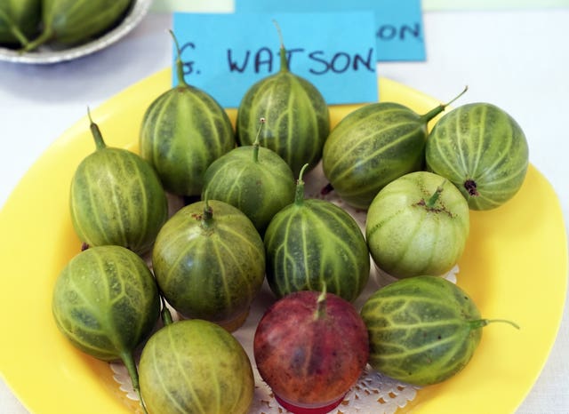 A selection of gooseberries submitted by Graeme Watson