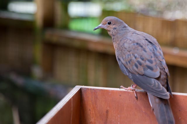 The Socorro dove is one of the world's rarest bird species