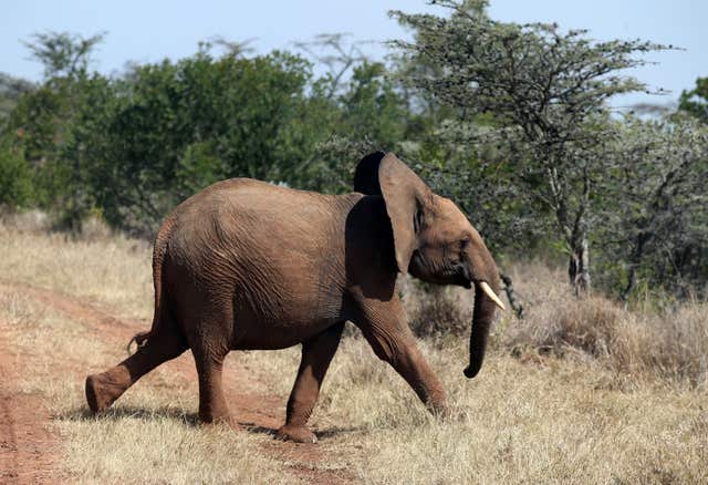 Elephant