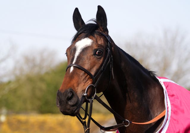 Jonbon during a stable visit at Seven Barrows in Lambourn 