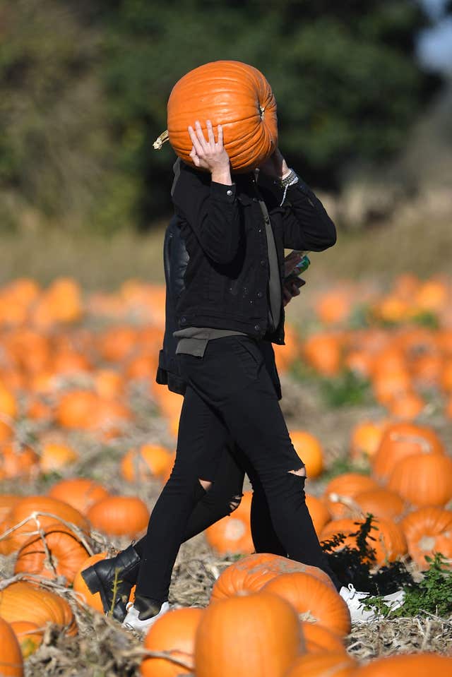 Undley Pumpkin Patch