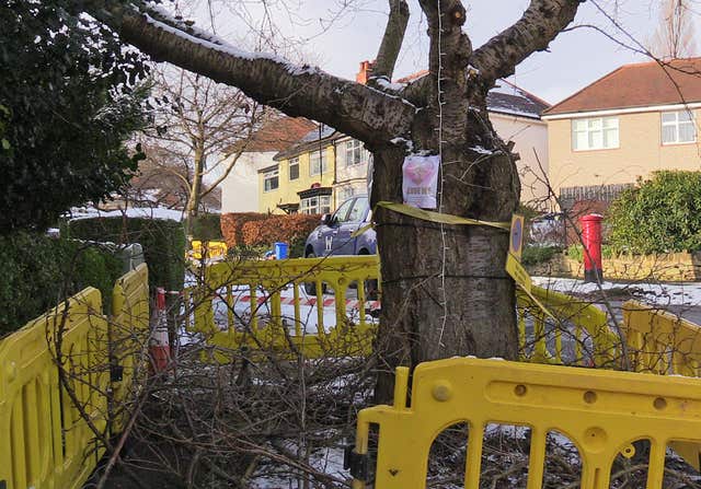 Tree felling in Sheffield