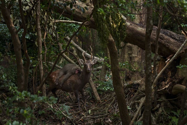 Forest Rodeo by Atsuyuki Ohshima, from Japan, has been highly commended in the behaviour: mammals category