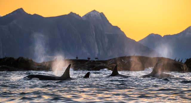 Killer Whales