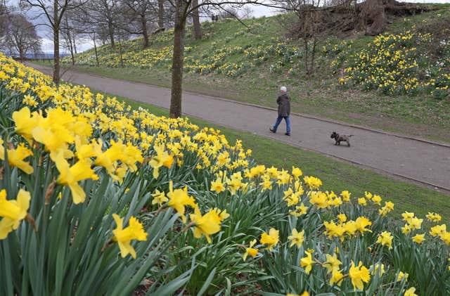 Daffodils in full bloom in Callendar Park in Falkirk (Andrew Milligan/PA) 