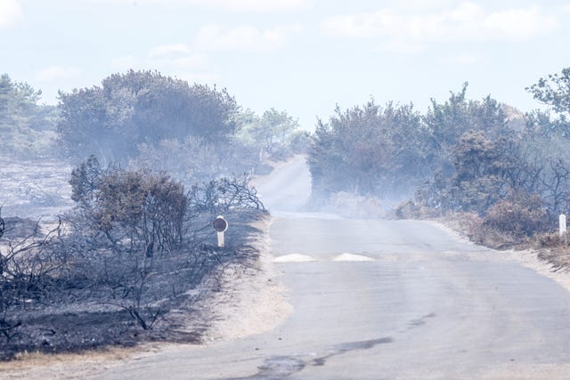 Charred bushes and trees at the scene