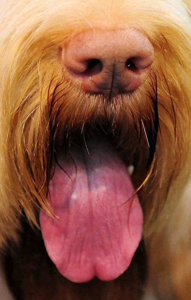 A dog's tongue