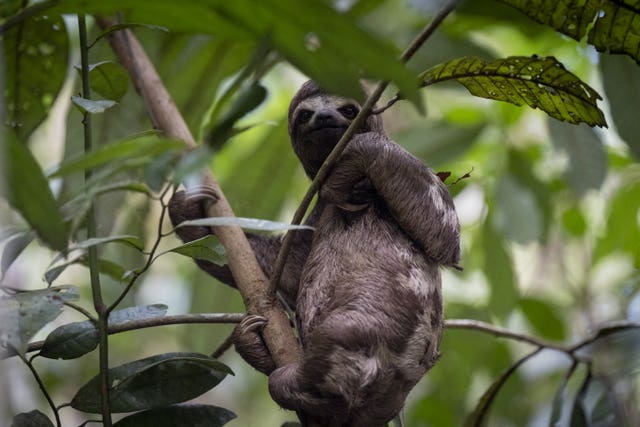 A sloth seen by the duchess