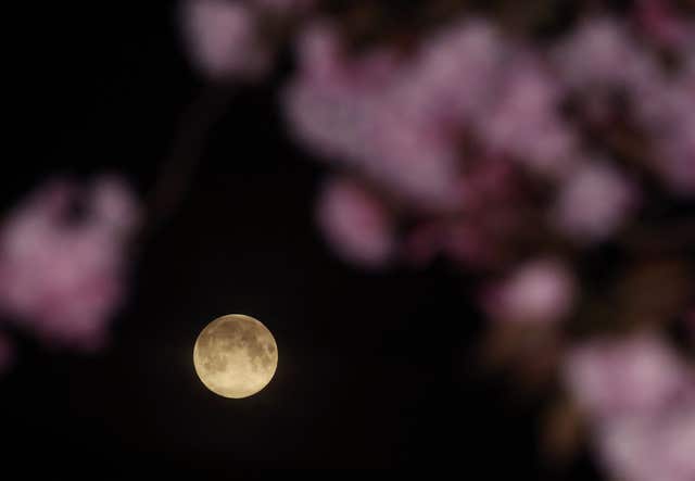 Pink Moon