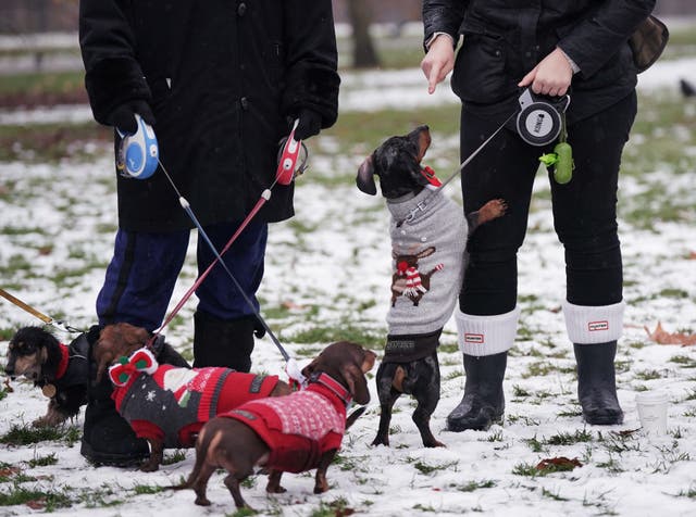 Christmas Sausage Dog Walk