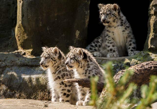Snow Leopards at Marwell Zoo