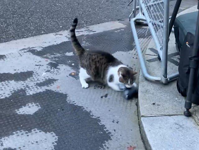 Larry pounced on his victim