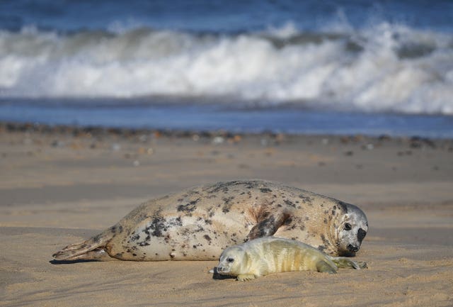 Grey seal pupping season