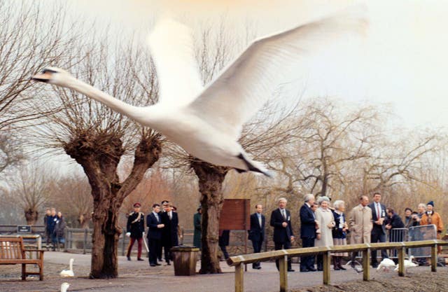 A swan flies over as the Royal Party watches during the tour of The Wildfowl and Wetlands Trust (Barry Batchelor/PA)
